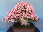 4. Bonsai Azalea