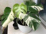 8. Monstera Variegata