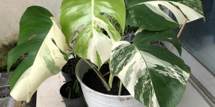 Monstera Variegata