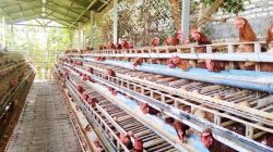 Modal Bisnis Ayam Petelur