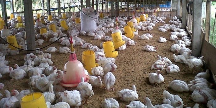 Modal Bisnis Ayam Potong