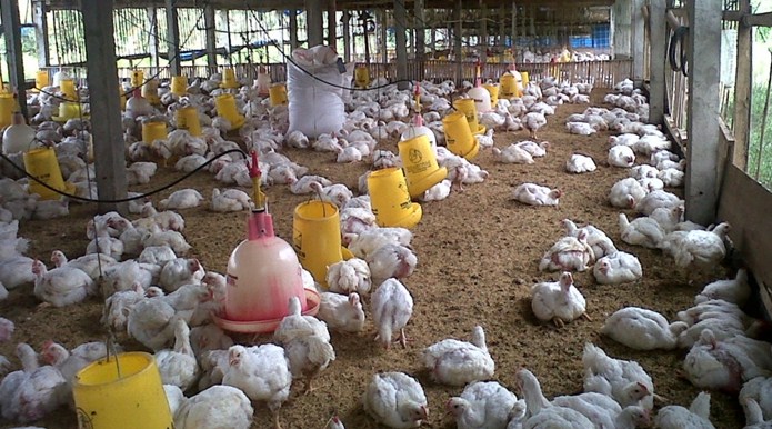 Modal Bisnis Ayam Potong