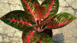 1.-Aglonema-Adelia