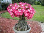 1.-Bonsai-Adenium