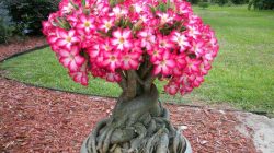 1.-Bonsai-Adenium