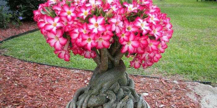 Jenis-Jenis Tanaman Bonsai Adenium