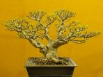 Bonsai tree, Ficus Microcarpa, Bonsai tree exhibition, Pune