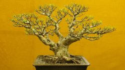 Bonsai tree, Ficus Microcarpa, Bonsai tree exhibition, Pune