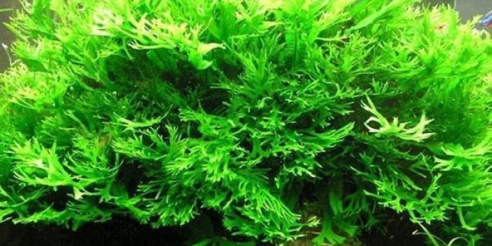 jenis tanaman Aquascape
