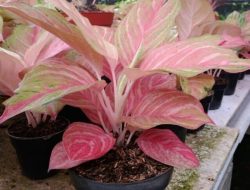 Jenis-Jenis Tanaman Aglonema