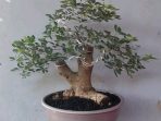 2.-Bonsai-Asam-Belanda