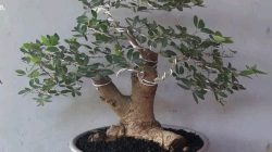 2.-Bonsai-Asam-Belanda