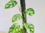 2.-Monstera-Adansonii