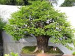 3.-Bonsai-Asam-Jawa