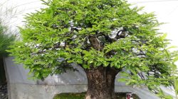 3.-Bonsai-Asam-Jawa