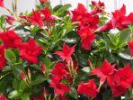 3.-Dipladenia