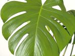 Jenis Tanaman Monstera