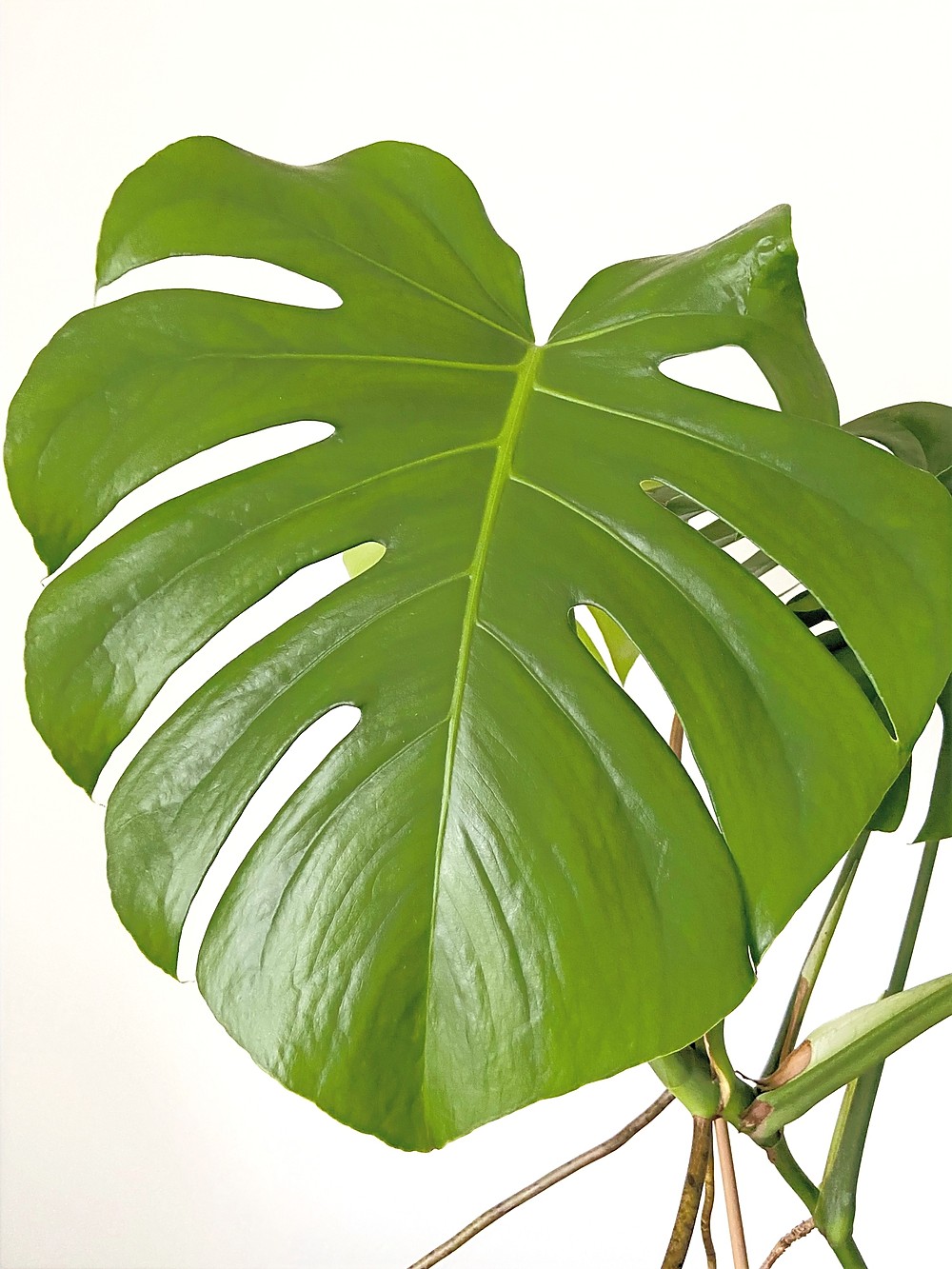 Jenis Tanaman Monstera