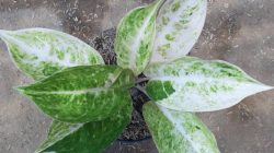 4.-Aglonema-Claudia