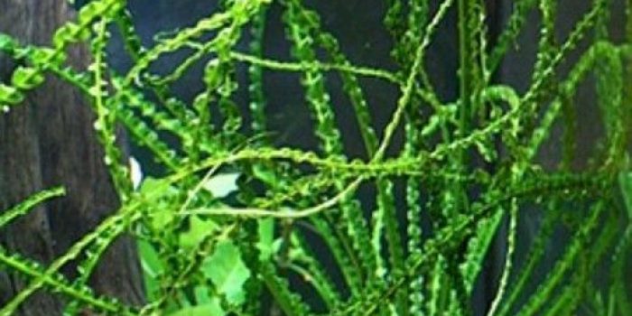 jenis tanaman Aquascape