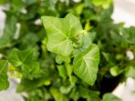 4.-English-Ivy