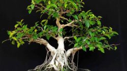 5.-Bonsai-Beringin