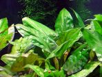 5.-Cryptocoryne-Pontederiifolia