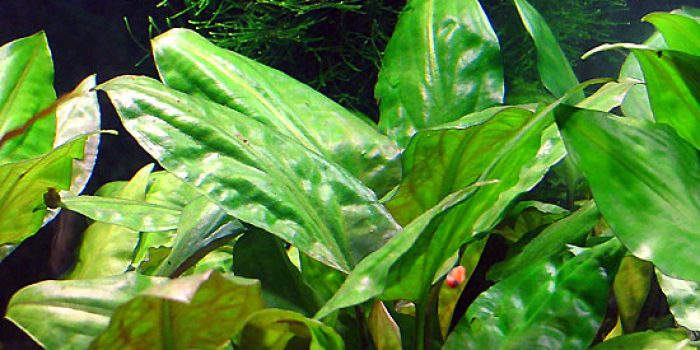 jenis tanaman Aquascape