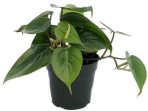 5.-Heartleaf-Philodendron