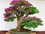 Jenis-Jenis Tanaman Bonsai