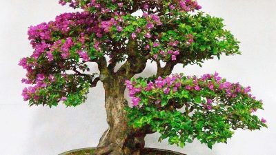 Jenis-Jenis Tanaman Bonsai