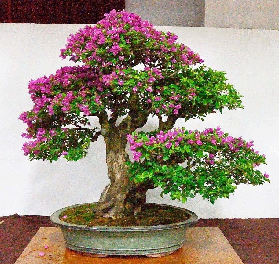 Jenis-Jenis Tanaman Bonsai