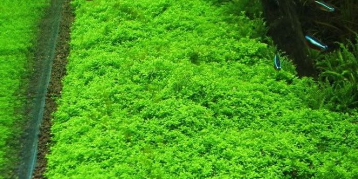 jenis tanaman Aquascape
