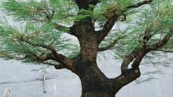 7.-Bonsai-Cemara-Udang
