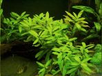 7.-Hygrophila-Polysperma