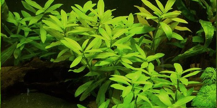 jenis tanaman Aquascape