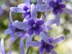 7.-Petrea-Volubilis