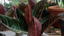 8.-Aglonema-Pride-of-Sumatera