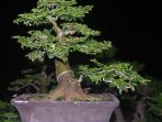 8.-Bonsai-Jeruk-Kingkit