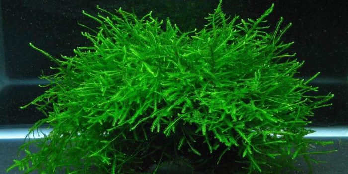 Java moss jenis tanaman Aquascape