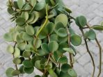 8.-Peperomia-Hope
