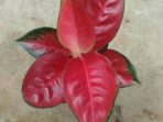 9.-Aglonema-Red-Kochin