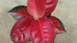9.-Aglonema-Red-Kochin