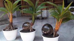 9.-Bonsai-Kelapa