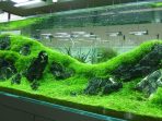 jenis tanaman Aquascape