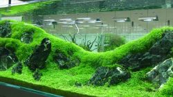 jenis tanaman Aquascape