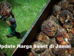 Update Harga Sawit di Jambi Saat Ini