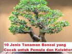 10 Jenis Tanaman Bonsai yang Cocok untuk Pemula dan Kolektor