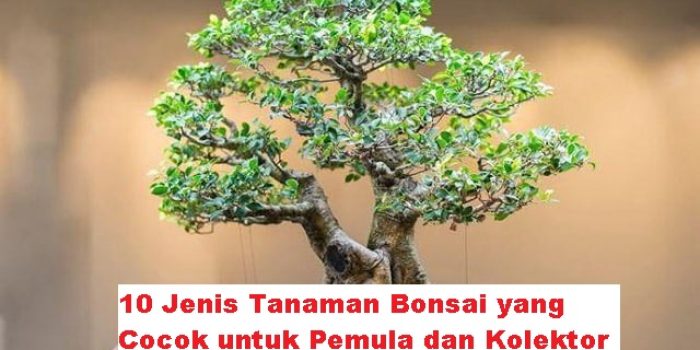 10 Jenis Tanaman Bonsai yang Cocok untuk Pemula dan Kolektor