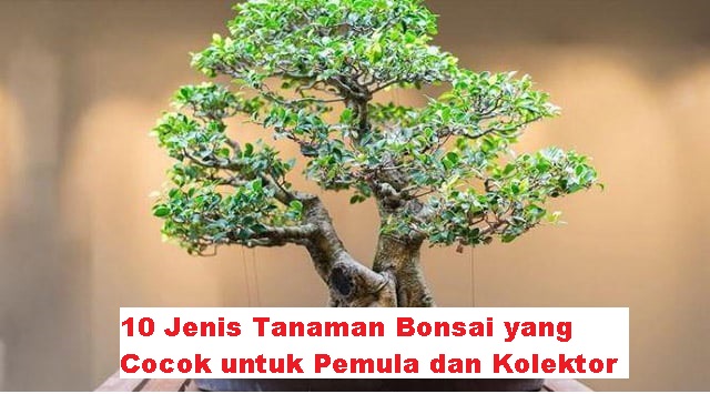 10 Jenis Tanaman Bonsai yang Cocok untuk Pemula dan Kolektor
